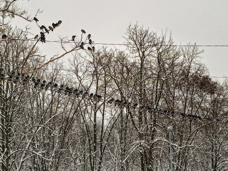 Зимові птахи в Одеському парку