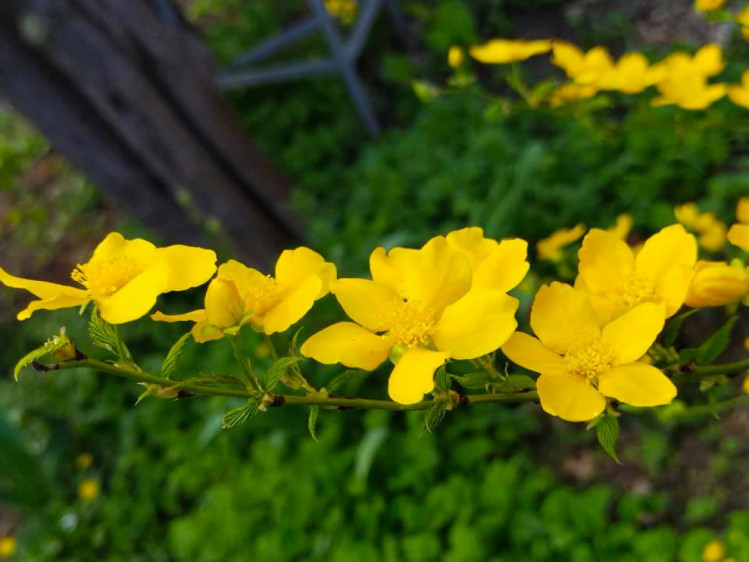 Квіти в одеському ботанічному саду