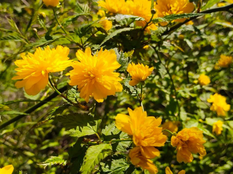Квіти в одеському ботанічному саду