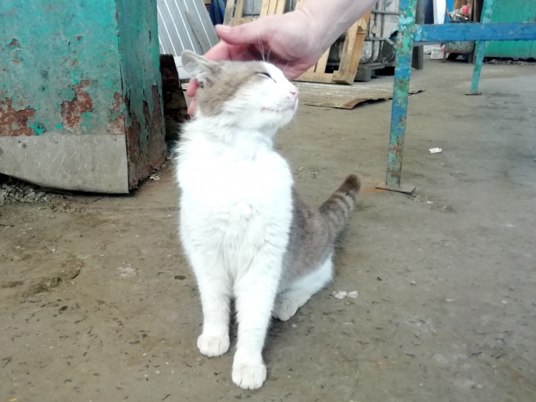 Кошка на базаре в Измаиле