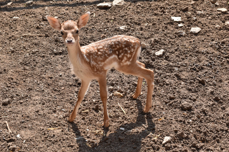 Новорожденные оленята в одесском зоопарке
