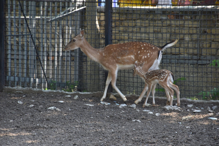 Новорожденные оленята в одесском зоопарке