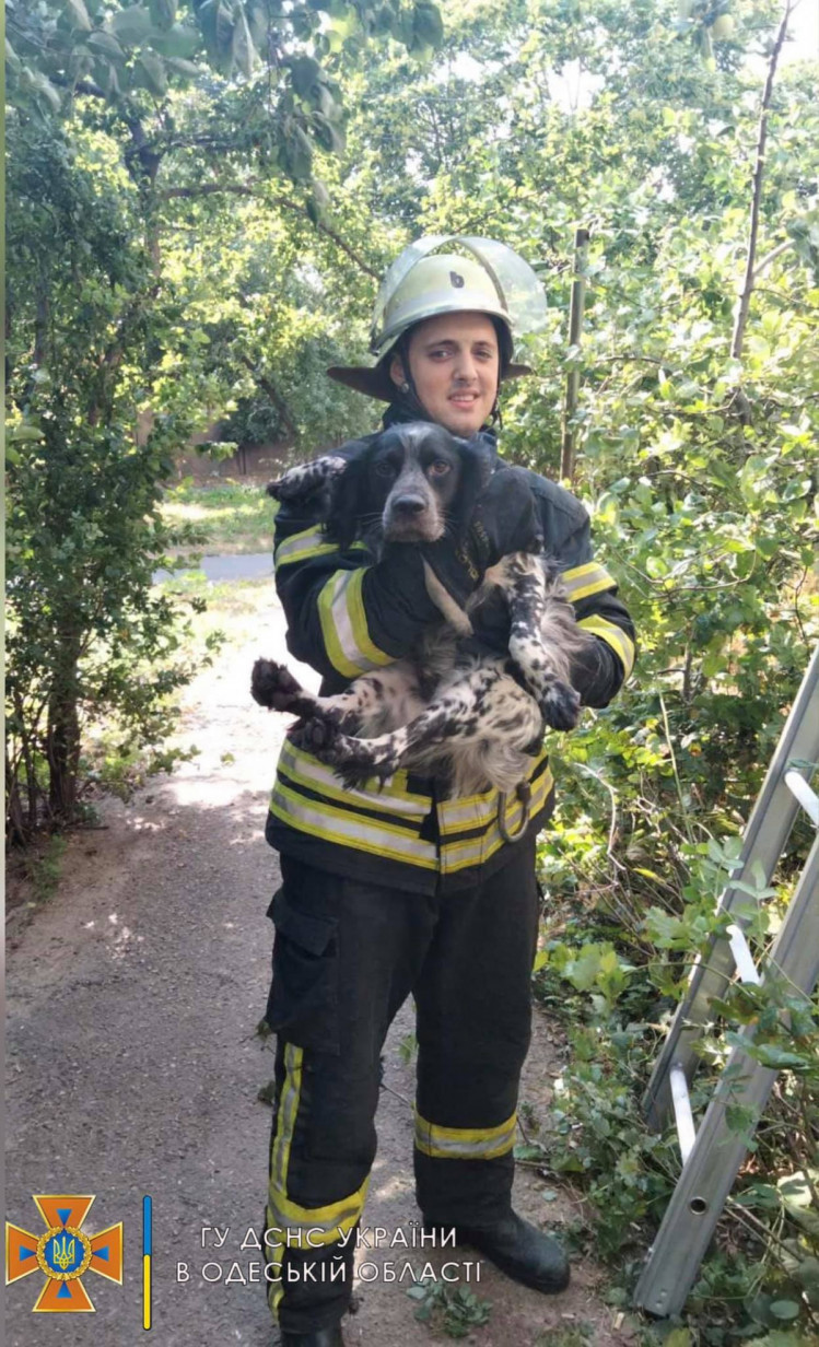 Одесские спасатели сняли с крыши собаку