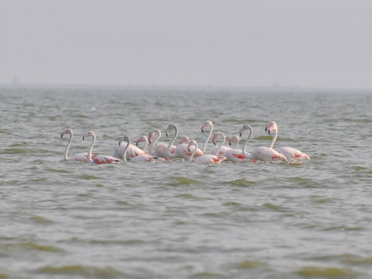 К Нацпарка в Одесской прилетели розовые фламинго