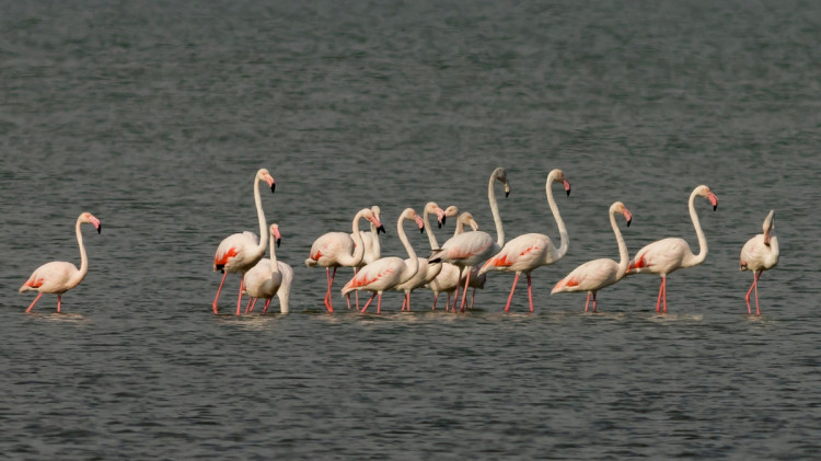 К Нацпарка в Одесской прилетели розовые фламинго
