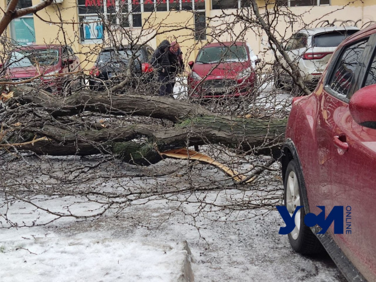 В Одесі дерево впало на припарковану поруч автівку