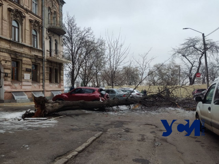 В Одесі дерево впало на припарковану поруч автівку